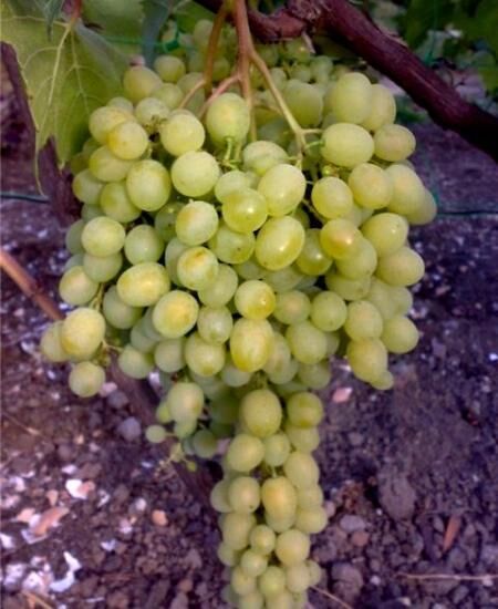 Виноград Алешенькин