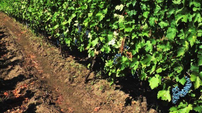 Виноград Каберне Совиньон, характеристики и описание сорта, рекомендации по уходу и посадке, отзывы