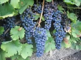 Виноград саперави северный, описание сорта, посадка и уход