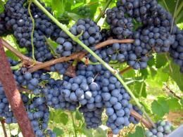Виноград Северный сладкий: описание сорта и особенности его выращивания