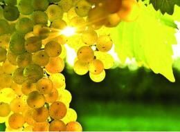 Виноград Валек, отзывы о гибриде, его преимущества, особенности выращивания