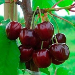 Вишня Жуковская, особенности и преимущества сорта