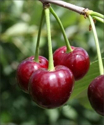 Вишня Жуковская, особенности и преимущества сорта