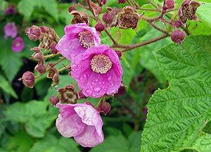 Волчеягодник, волчье лыко. Малина душистая с большими цветами