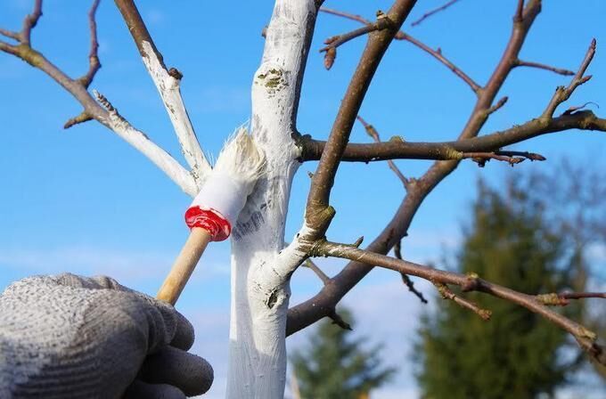 Чем удобрять и как защитить культуры от вредителей | Агроном PRO - садоводство и огородничество