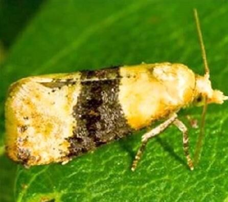 Вредители смородины — фото и борьба с ними