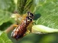 Вредители смородины — фото и борьба с ними