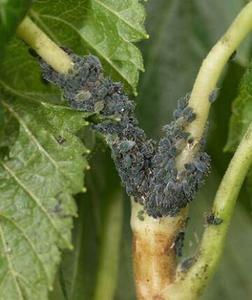 Вредители смородины — фото и борьба с ними