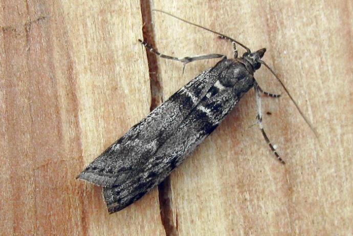 Вредители смородины — фото и борьба с ними