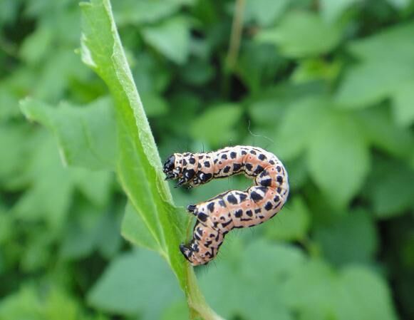 Вредители смородины — фото и борьба с ними