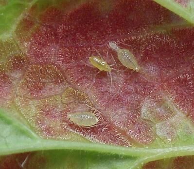 Вредители смородины — фото и борьба с ними