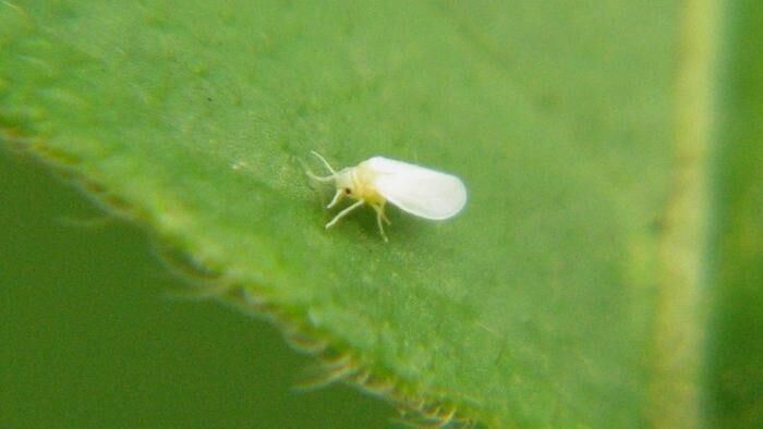 Выбираем рассаду без вредителей