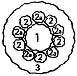 Выбор растений для газонов и цветников по временам года