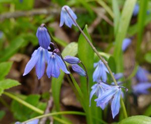 Выбор растений для газонов и цветников по временам года