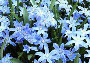 Выбор растений для газонов и цветников по временам года