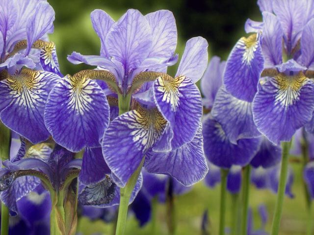 Выращиваем ирисы в домашних условиях