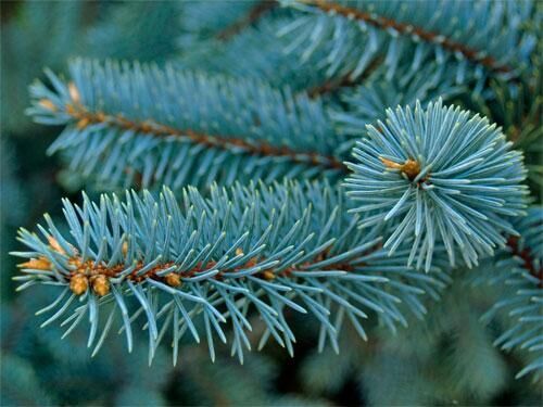 Выращивание ели: особенности сбора и подготовки семян