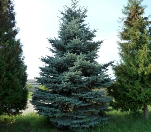 Выращивание ели: особенности сбора и подготовки семян