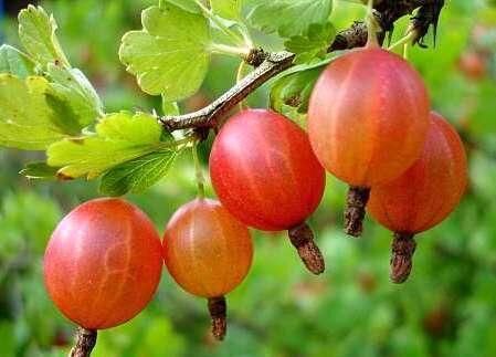 Выращивание крыжовника: все тонкости и особенности