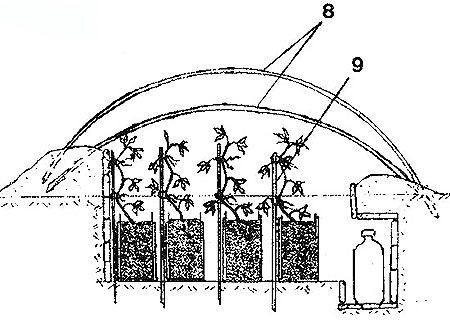 Выращивание рассады, хитрости, тактика выращивания рассады