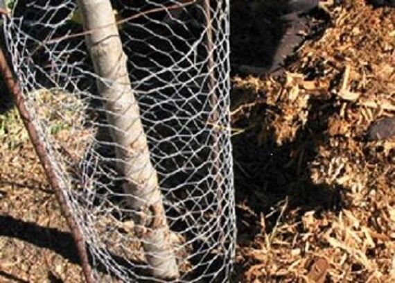 Защита деревьев от грызунов зимой