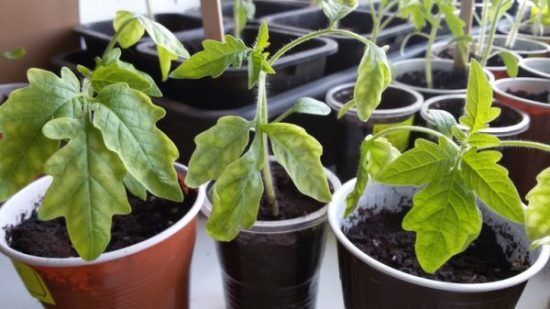 Пожелтели семядоли у помидорной рассады