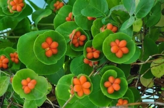 Жимолость съедобная, посадка и уход, размножение, от чего зависит урожайность