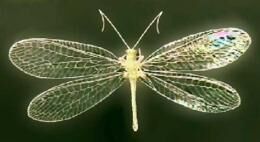 Златоглазка вредитель или защитник, какую пользу приносит насекомое