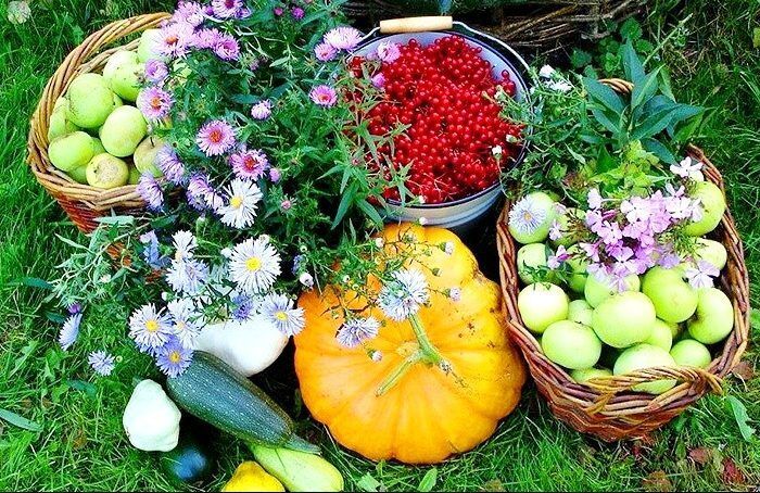 Выращивание урожая на даче